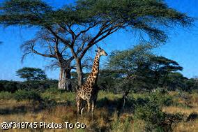 Giraffe